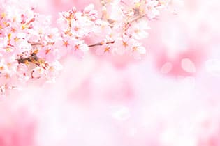 桜の名スポットとして多くの人が訪れる