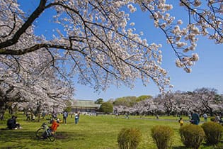 のんびりできる地元の公園