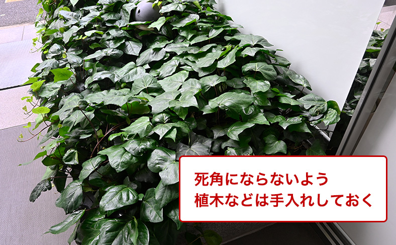 植木や雑草はしっかり手入れする